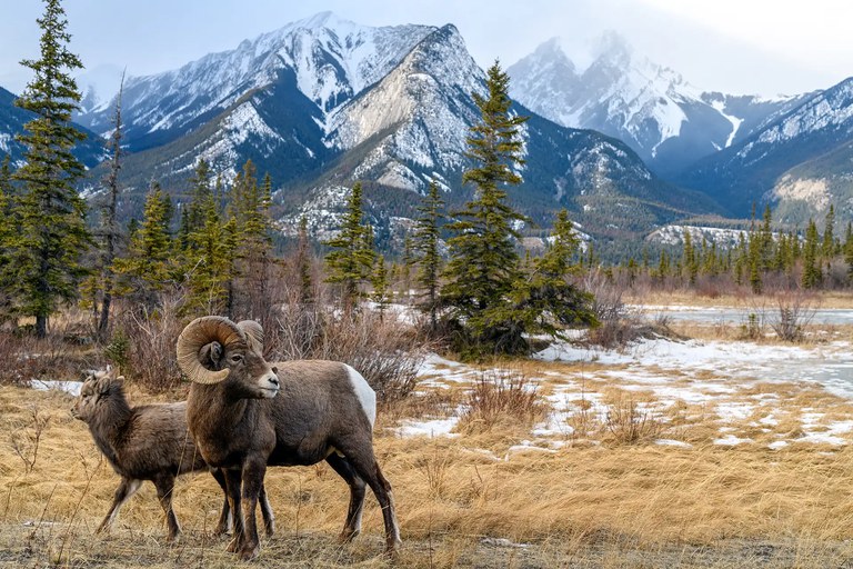 Dickhornschaf (Ovis canadensis), Jasper-Nationalpark, Alberta, Kanada